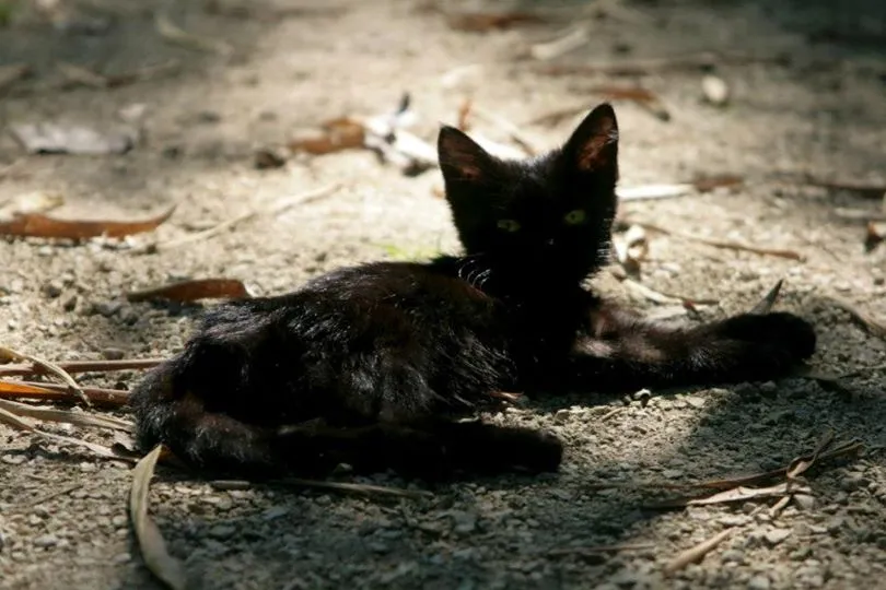 A black kitten laying on the ground looking at the camera.